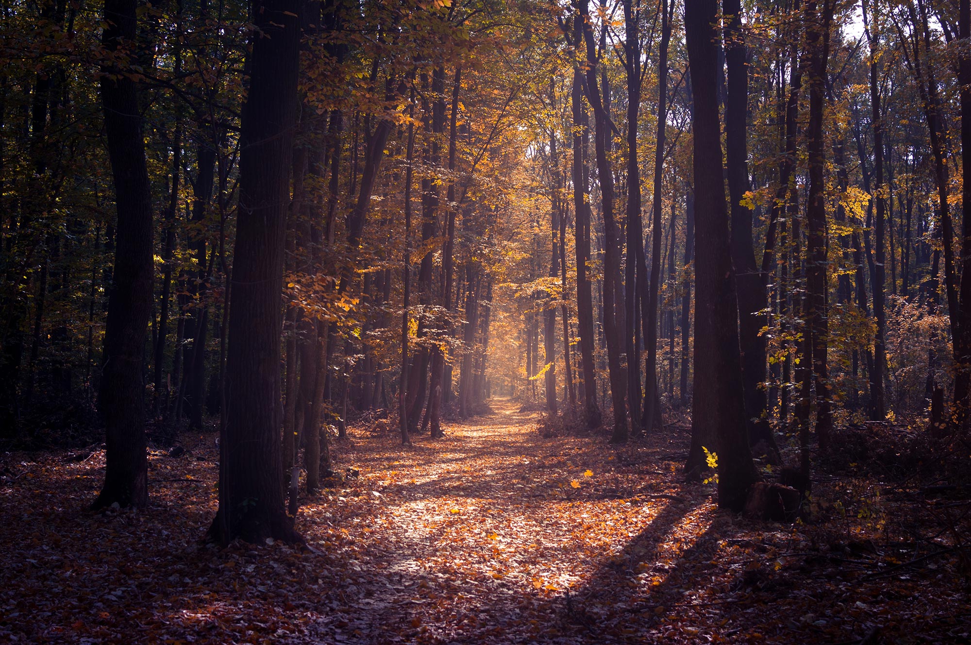 Forêt en automne